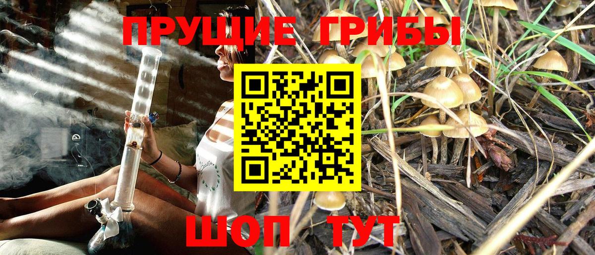 Галлюциногенные грибы GOLDEN TEACHER  Галлюциногенные грибы прущие грибы  Вход с VPN  Видное 